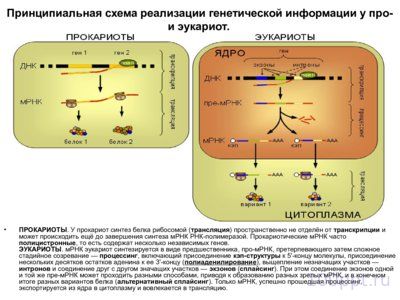 Презентация материальные основы наследственности - слайд 7 7 слайд презентации материальные основы наследственности