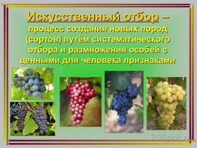 Презентация дарвинизм - слайд 8 8 слайд презентации дарвинизм