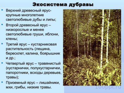 Презентация структура экосистемы - слайд 9 9 слайд презентации структура экосистемы