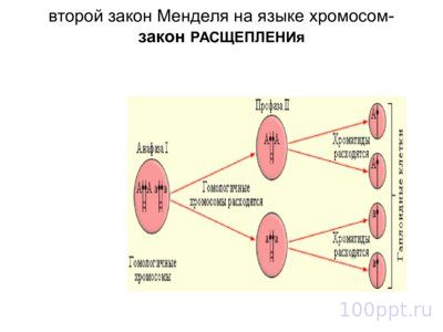 Презентация закономерности наследственности - слайд 10 10 слайд презентации закономерности наследственности