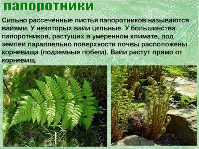 Презентация папоротники, плавуны и хвощи - слайд 11 11 слайд презентации папоротники, плавуны и хвощи