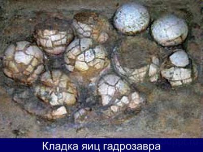 Презентация интересные факты о динозаврах - слайд 11 11 слайд презентации интересные факты о динозаврах