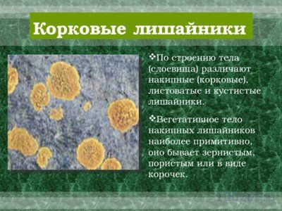 Презентация лишайники - слайд 3 3 слайд презентации лишайники