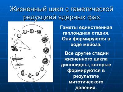 Презентация жизненный цикл лягушки - слайд 5 5 слайд презентации жизненный цикл лягушки