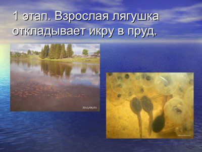 Презентация из головастика в лягушку - слайд 3 3 слайд презентации из головастика в лягушку
