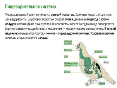 Презентация класс птицы - слайд 12 12 слайд презентации класс птицы