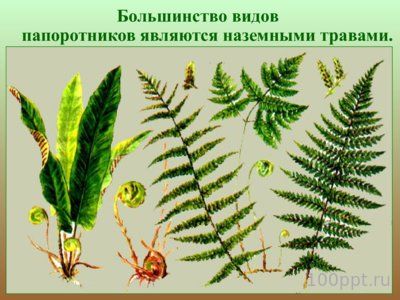 Презентация папоротники, плавуны и хвощи - слайд 2 2 слайд презентации папоротники, плавуны и хвощи