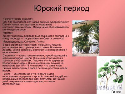 Презентация мезозойская эра - слайд 5 5 слайд презентации мезозойская эра