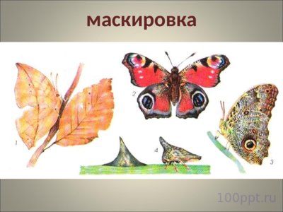 Презентация совместная жизнь видов в биогеоценозе - слайд 6 6 слайд презентации совместная жизнь видов в биогеоценозе