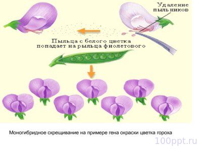 Презентация закономерности наследственности - слайд 3 3 слайд презентации закономерности наследственности