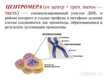 Презентация морфология хромосом - слайд 5 5 слайд презентации морфология хромосом