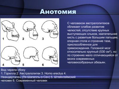 Презентация австралопитек - слайд 5 5 слайд презентации австралопитек