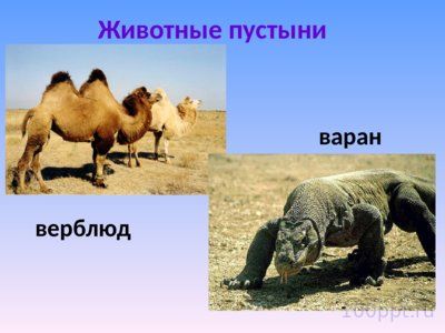 Презентация природные зоны России - слайд 10 10 слайд презентации природные зоны России