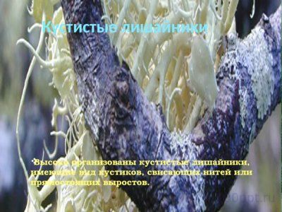 Презентация лишайники - слайд 5 5 слайд презентации лишайники