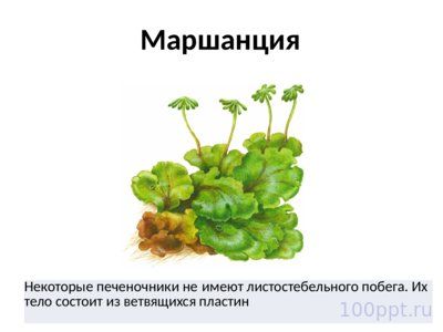 Презентация отдел моховидные - слайд 4 4 слайд презентации отдел моховидные