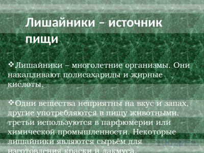 Презентация лишайники - слайд 9 9 слайд презентации лишайники