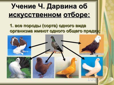 Презентация Чарльз Дарвин - слайд 16 16 слайд презентации Чарльз Дарвин