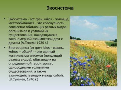 Презентация экология сообществ - слайд 1 1 слайд презентации экология сообществ