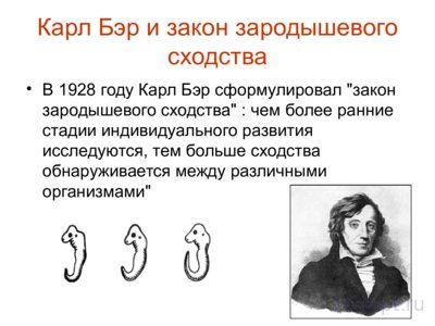 Презентация история эволюционных взглядов - слайд 9 9 слайд презентации история эволюционных взглядов