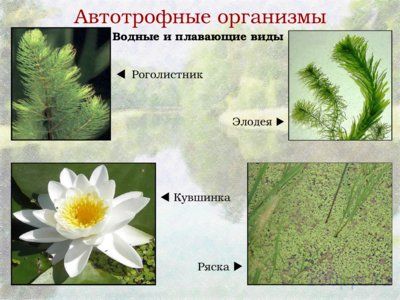 Презентация биогеоценоз пресного водоема - слайд 3 3 слайд презентации биогеоценоз пресного водоема