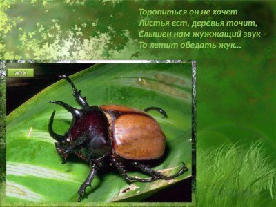 Презентация таинственный мир насекомых - слайд 7 7 слайд презентации таинственный мир насекомых