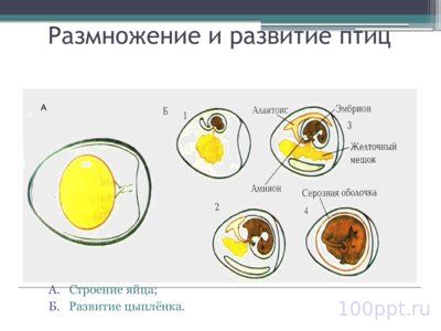 Презентация размножение и развитие птиц - слайд 5 5 слайд презентации размножение и развитие птиц