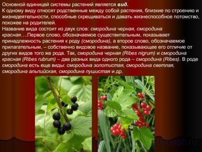 Презентация водоросли - слайд 3 3 слайд презентации водоросли