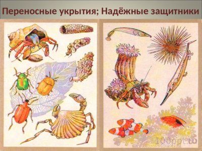 Презентация совместная жизнь видов в биогеоценозе - слайд 8 8 слайд презентации совместная жизнь видов в биогеоценозе