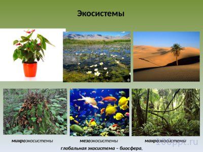 Презентация экология сообществ - слайд 2 2 слайд презентации экология сообществ