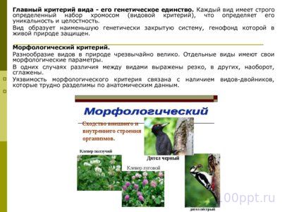 Презентация эволюционное учение - слайд 13 13 слайд презентации эволюционное учение