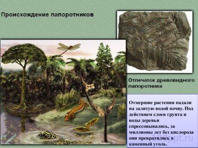 Презентация папоротники, плавуны и хвощи - слайд 5 5 слайд презентации папоротники, плавуны и хвощи