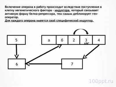 Презентация молекулярные основы наследственности - слайд 8 8 слайд презентации молекулярные основы наследственности
