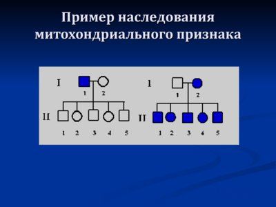 Презентация нехромосомная (внеядерная) наследственность - слайд 16 16 слайд презентации нехромосомная (внеядерная) наследственность