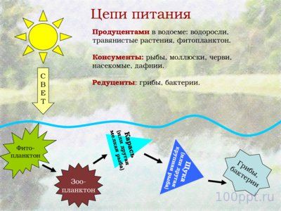 Презентация биогеоценоз пресного водоема - слайд 9 9 слайд презентации биогеоценоз пресного водоема