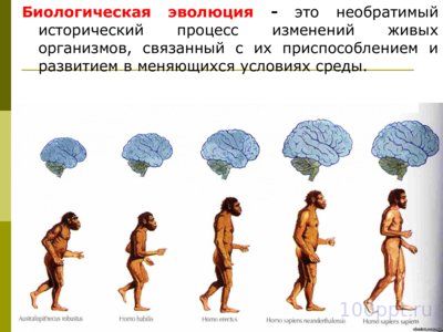 Презентация эволюционное учение - слайд 2 2 слайд презентации эволюционное учение
