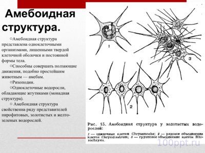 Презентация жизненные формы водорослей - слайд 3 3 слайд презентации жизненные формы водорослей