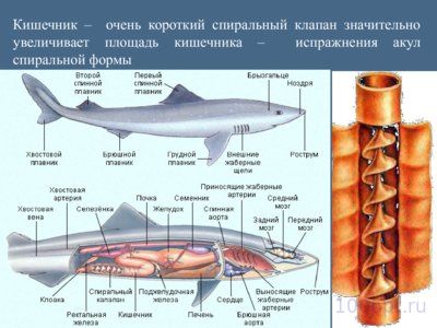 Презентация класс хрящевые рыбы - слайд 3 3 слайд презентации класс хрящевые рыбы