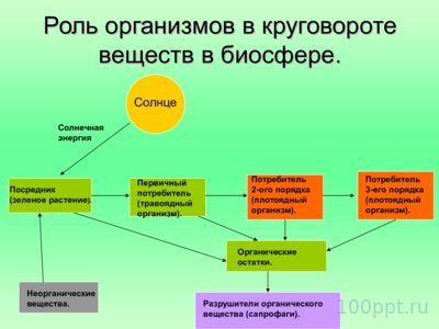 Презентация биогеоценоз влажного тропического леса - слайд 4 4 слайд презентации биогеоценоз влажного тропического леса
