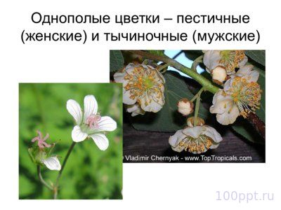 Презентация морфология растений - слайд 10 10 слайд презентации морфология растений