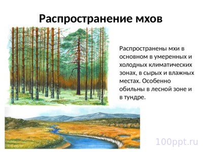 Презентация отдел моховидные - слайд 2 2 слайд презентации отдел моховидные