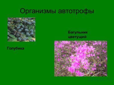 Презентация биогеоценоз лиственного леса - слайд 4 4 слайд презентации биогеоценоз лиственного леса