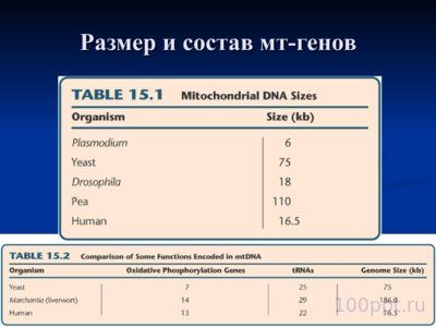 Презентация нехромосомная (внеядерная) наследственность - слайд 11 11 слайд презентации нехромосомная (внеядерная) наследственность