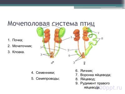 Презентация размножение и развитие птиц - слайд 1 1 слайд презентации размножение и развитие птиц