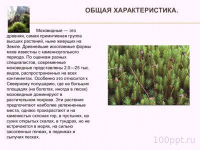 Презентация жизненный цикл мха Фунария - слайд 1 1 слайд презентации жизненный цикл мха Фунария