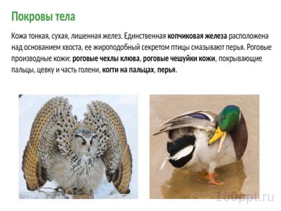 Презентация класс птицы - слайд 3 3 слайд презентации класс птицы