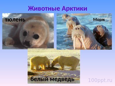 Презентация природные зоны России - слайд 5 5 слайд презентации природные зоны России