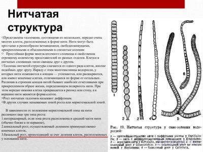 Презентация жизненные формы водорослей - слайд 6 6 слайд презентации жизненные формы водорослей