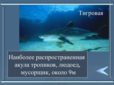 Презентация класс хрящевые рыбы - слайд 6 6 слайд презентации класс хрящевые рыбы