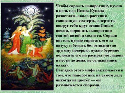 Презентация папоротники, плавуны и хвощи - слайд 13 13 слайд презентации папоротники, плавуны и хвощи