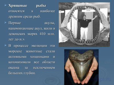 Презентация класс хрящевые рыбы - слайд 1 1 слайд презентации класс хрящевые рыбы